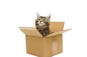 small kitten in box