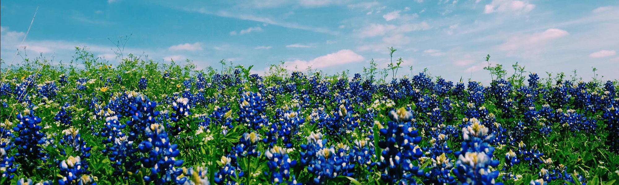 image of bluebonnets spring