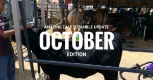 Image for Calf Scramble Update