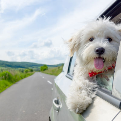 Moving Tips for Dog Owners