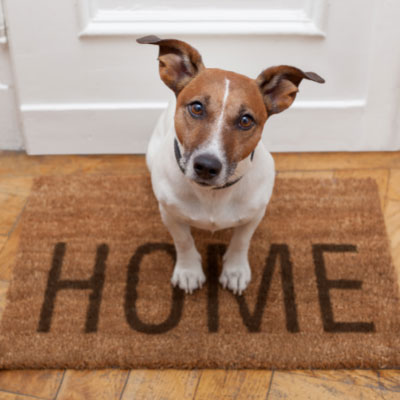 Moving Tips for Dog Owners