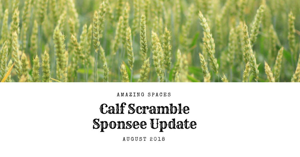 Calf Scramble FB Update | Amazing Calf Scramble Update August 2018 | Amazing Spaces Storage Centers